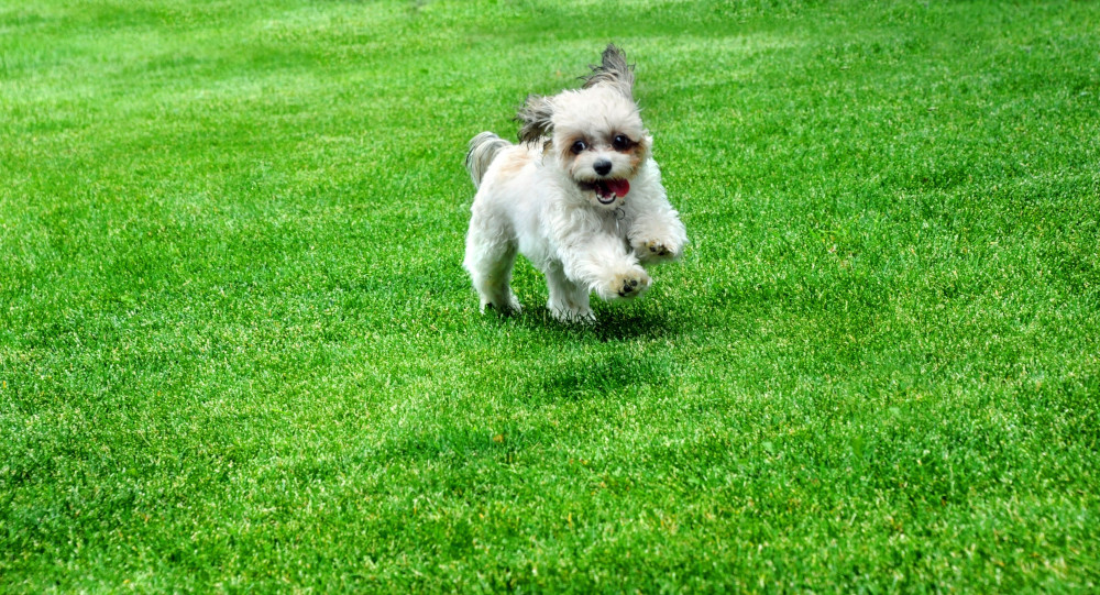 Dog playing on pet turf