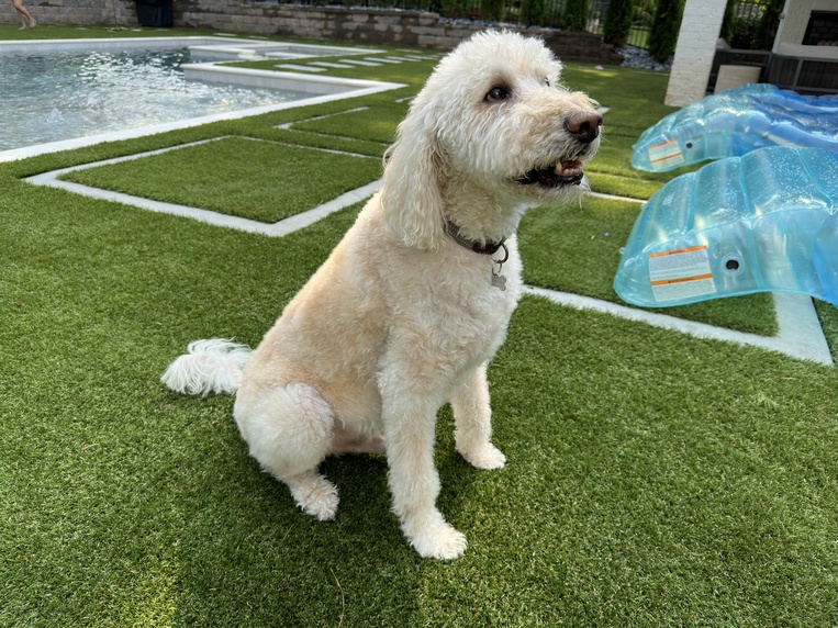 Artificial Grass Tips for Sarasota Pet Owners